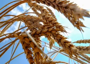 Une crise alimentaire mondiale se profile au milieu de la guerre en Ukraine.  Mais il y a une façon pour le Canada d’aider