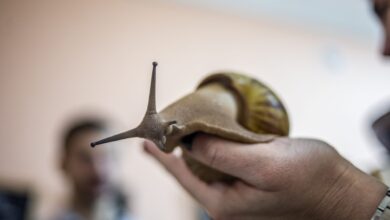 Des résidents de Floride contraints à la quarantaine par des escargots géants aussi gros que des rats