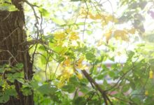 Trois superbes endroits de la Saskatchewan pour profiter des couleurs d'automne
